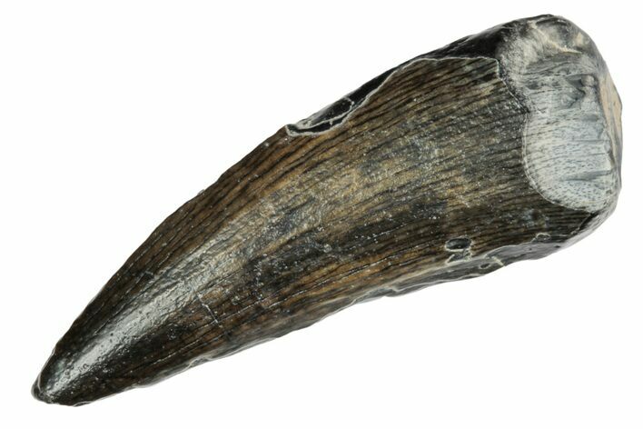 Spinosaurid Dinosaur (Suchomimus) Tooth - Niger #241090